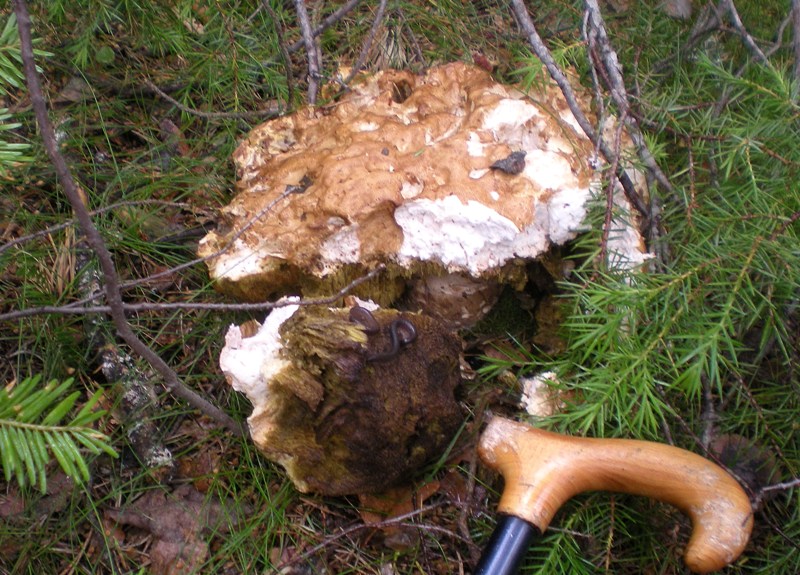 Diplopode mangiatore di funghi